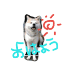 akita dog kotaro.（個別スタンプ：1）