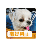 Taiwan happy dog 2（個別スタンプ：3）