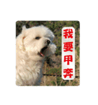 Taiwan happy dog 2（個別スタンプ：6）