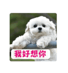 Taiwan happy dog 2（個別スタンプ：7）