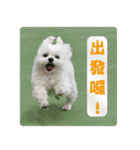 Taiwan happy dog 2（個別スタンプ：8）