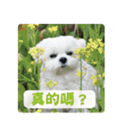 Taiwan happy dog 2（個別スタンプ：12）