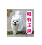 Taiwan happy dog 2（個別スタンプ：13）