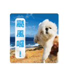 Taiwan happy dog 2（個別スタンプ：16）