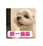 Taiwan happy dog 2（個別スタンプ：19）