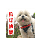 Taiwan happy dog 2（個別スタンプ：23）