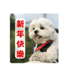 Taiwan happy dog 2（個別スタンプ：24）