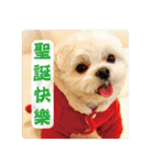 Taiwan happy dog 2（個別スタンプ：28）