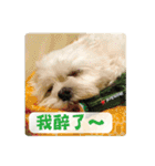 Taiwan happy dog 2（個別スタンプ：36）