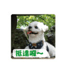 Taiwan happy dog 2（個別スタンプ：38）