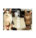 Our two cats（個別スタンプ：6）