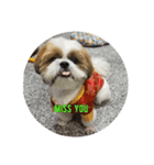 Kaokie Doggie V.2（個別スタンプ：1）