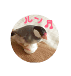 犬と猫と文鳥（個別スタンプ：3）