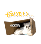 ぶちゃ猫チンチラの「ピコタン」（個別スタンプ：9）