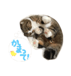 ねころしめむ（個別スタンプ：22）