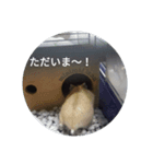 小動物王国。（個別スタンプ：3）