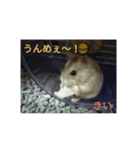 小動物王国。（個別スタンプ：7）