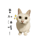 Meow Woo Family（個別スタンプ：13）