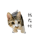 Meow Woo Family（個別スタンプ：25）