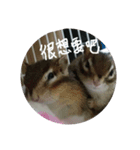 Chipmunks2child（個別スタンプ：3）