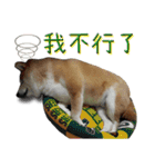 Fat shiba- Fan Yuan（個別スタンプ：5）