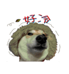 Fat shiba- Fan Yuan（個別スタンプ：6）