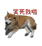 Fat shiba- Fan Yuan（個別スタンプ：7）