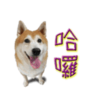 Fat shiba- Fan Yuan（個別スタンプ：12）