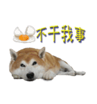 Fat shiba- Fan Yuan（個別スタンプ：15）