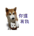 Fat shiba- Fan Yuan（個別スタンプ：19）