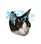 毎日がねこ曜日（個別スタンプ：5）