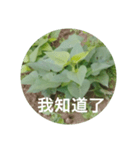 Sweet potatoes leaves record（個別スタンプ：4）