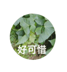 Sweet potatoes leaves record（個別スタンプ：5）