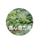 Sweet potatoes leaves record（個別スタンプ：6）