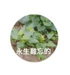 Sweet potatoes leaves record（個別スタンプ：8）