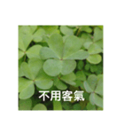 three leaf clover record（個別スタンプ：1）