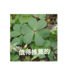 three leaf clover record（個別スタンプ：6）