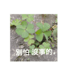 three leaf clover record（個別スタンプ：8）