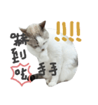 Central parting cat 's life（個別スタンプ：16）