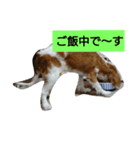 犬の実写スタンプ（個別スタンプ：1）