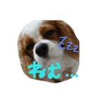 犬の実写スタンプ（個別スタンプ：8）