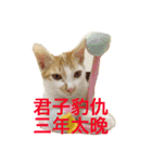 BAN BAO The Cat（個別スタンプ：8）