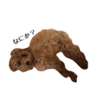 片岡家のチロル（個別スタンプ：5）
