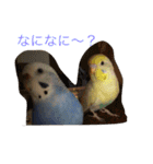 可愛い小鳥（個別スタンプ：10）