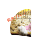 Amiable Hamster（個別スタンプ：22）