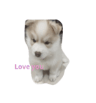 cubedogSiberian Husky（個別スタンプ：1）