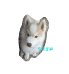 cubedogSiberian Husky（個別スタンプ：3）