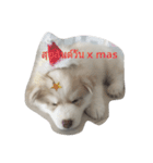 cubedogSiberian Husky（個別スタンプ：4）