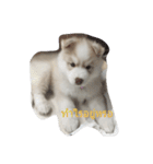 cubedogSiberian Husky（個別スタンプ：5）