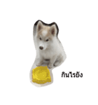 cubedogSiberian Husky（個別スタンプ：6）